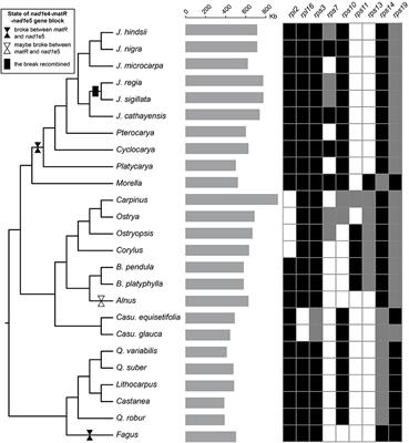Mitochondrial Phylogenomics of Fagales Provides Insights Into Plant Mitogenome Mosaic Evolution